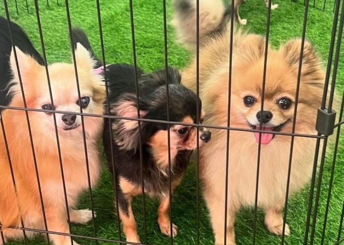 いぬねこ譲渡会の様子