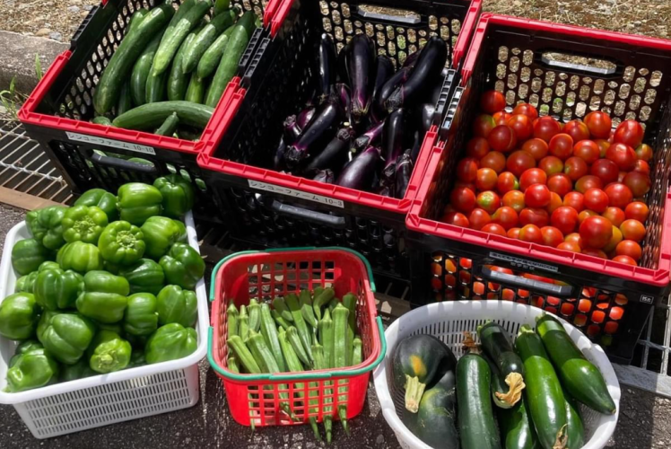 シンコーで育てた野菜