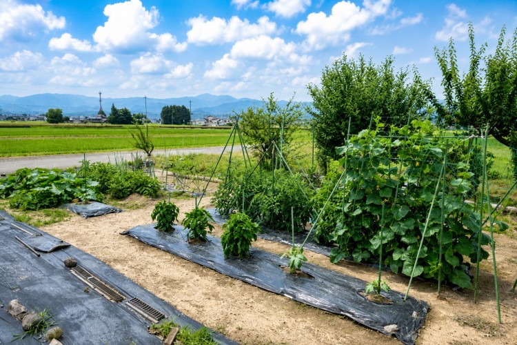 家庭菜園★みんなで育ててます